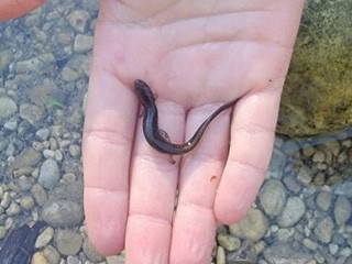 Riverbend on the Frio River