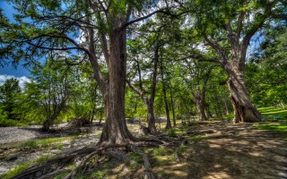 Cabins on the Frio River