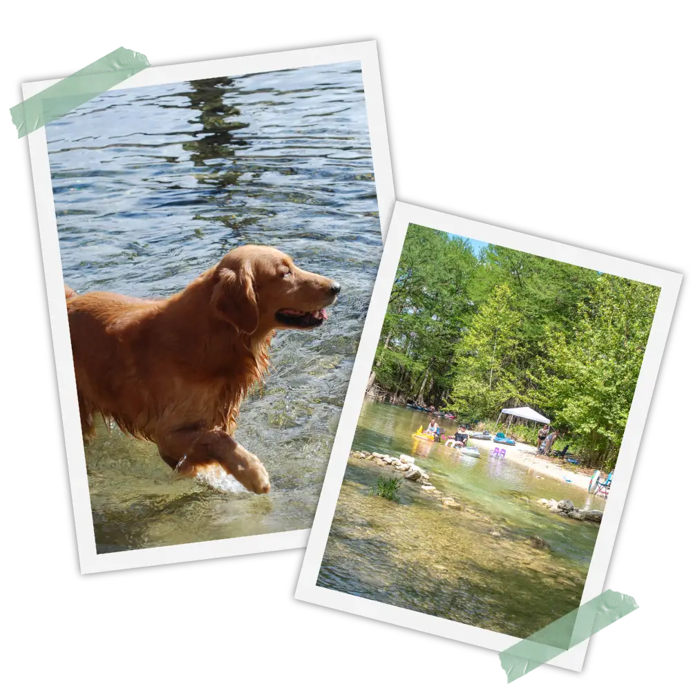 A dog is swimming in the water and another picture of it.