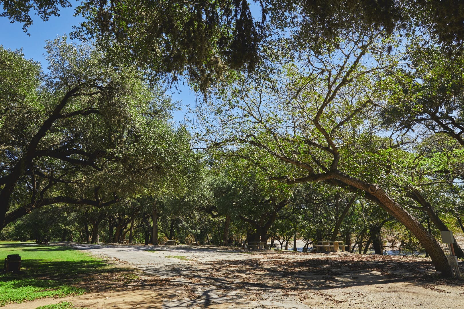 A park with many trees and some grass