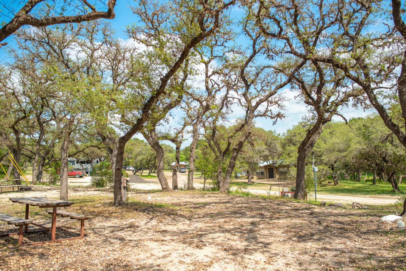 A group of trees that are in the dirt.