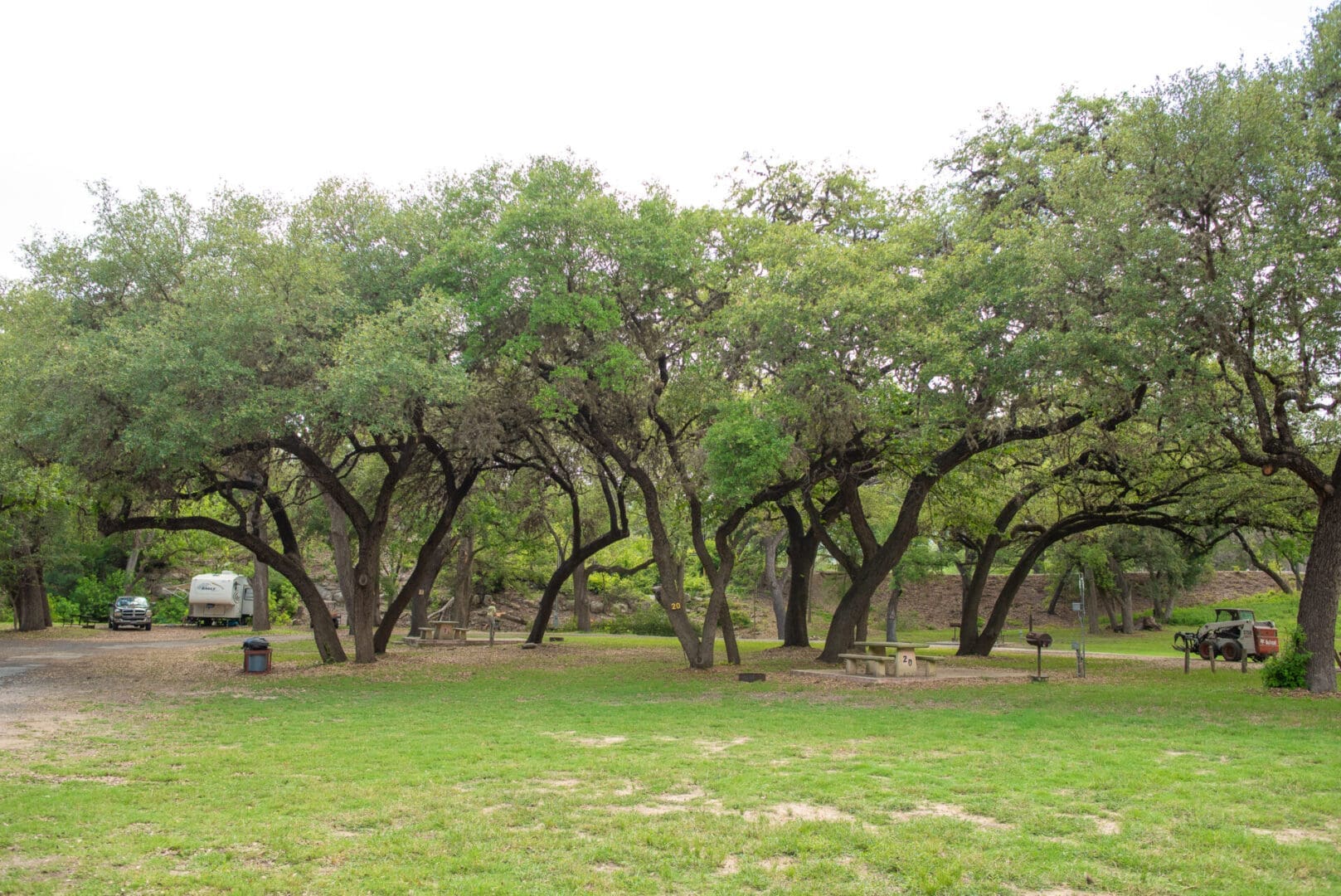 A group of trees in the middle of a field.