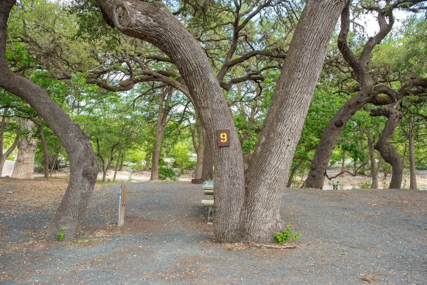 A tree with a number nine painted on it.