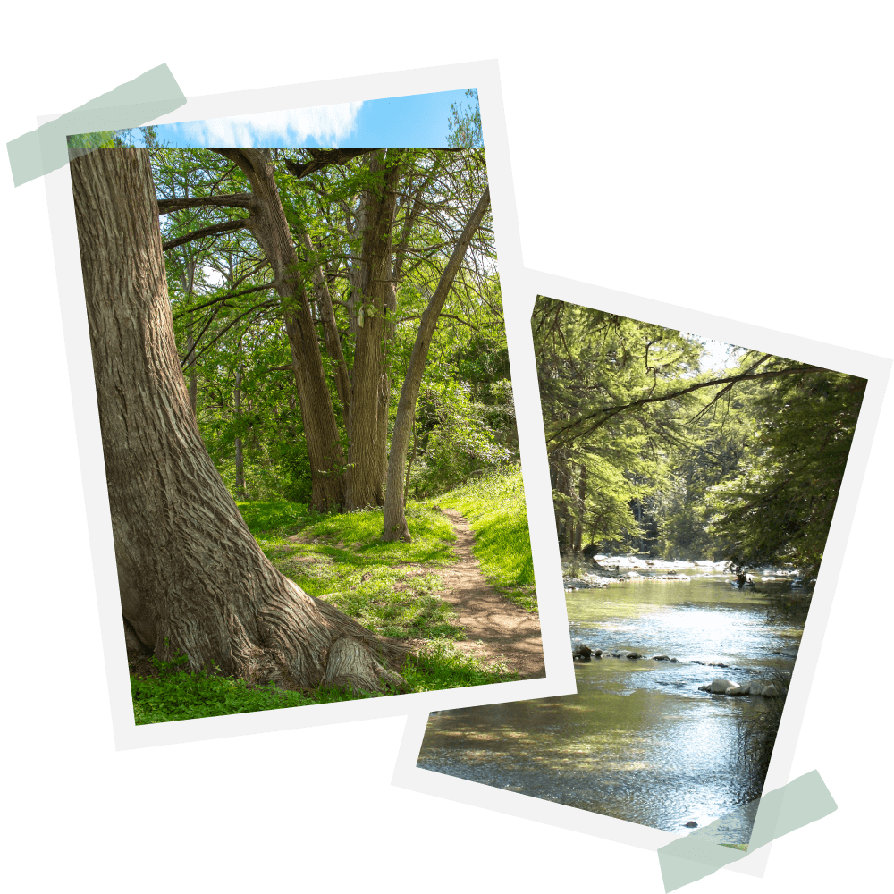 Two pictures of trees and a river